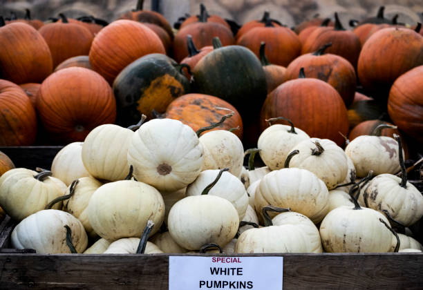 istock Colourful pumpkins in Autumn 1332970324