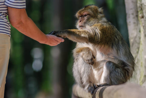 istock Barbary macaques in an animal park. 1332970654