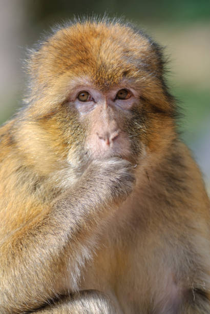 istock Barbary macaques in an animal park. 1332970678