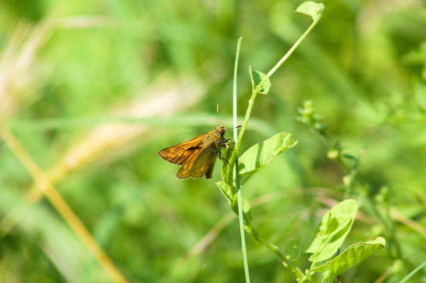 istock Sachem butterfly on field bindweed close-up view with selective focus 1332971380