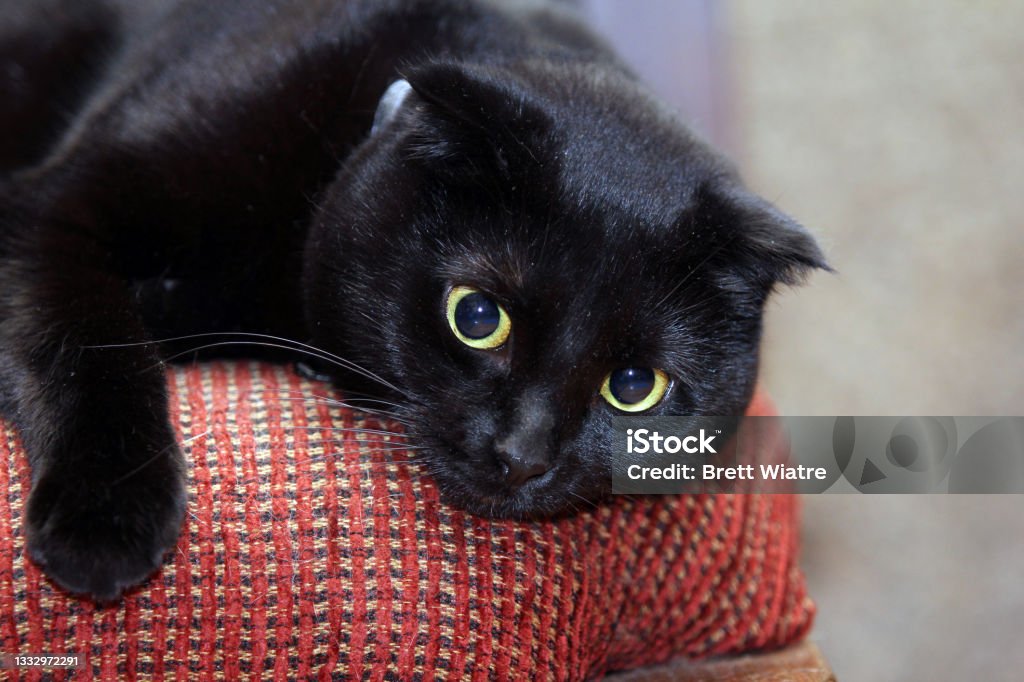 Black Scottish Fold Up Close Black Scottish Fold laying on woven reddish upholstery.  Wide pupil with yellowish eyes open wide looking up with head laying on stool.  Shot from shoulders up. Black Color Stock Photo