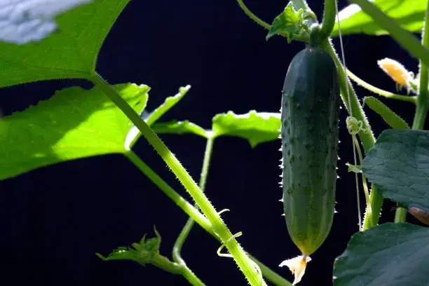 Photo of A young cucumber grows among the foliage on a black background in the sun.