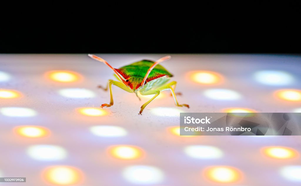 Illuminated green stink bug walking on led light Illuminated green stink bug walking on led light Kumla Sweden august 2021 Animal Stock Photo