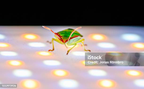 Illuminated Green Stink Bug Walking On Led Light Stock Photo - Download Image Now - Animal, Animal Antenna, Animal Body Part