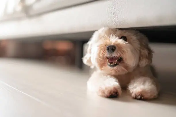 Photo of toy poodle hiding under sofa looking at camera stick out tongue smiling