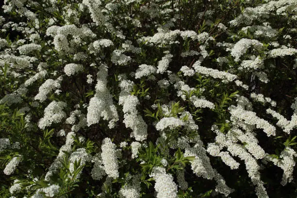 Spiraea Cinerea Grefsheim is a compact deciduous shrub that blooms early in a season. It has arching branches with small white  fragrant flowers.