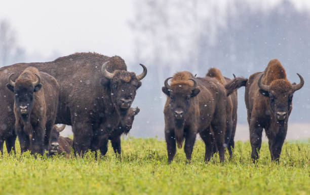 istock European Bison herd resting in snowy field 1332975129