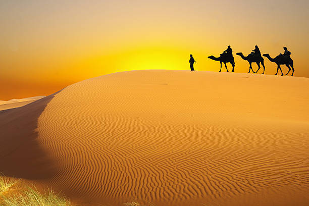 A brown camel in Arabian desert, with a piece of herb in its mouth.