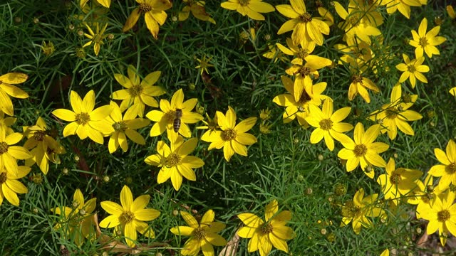 Coreopsis verticillata yellow flowers and leaves