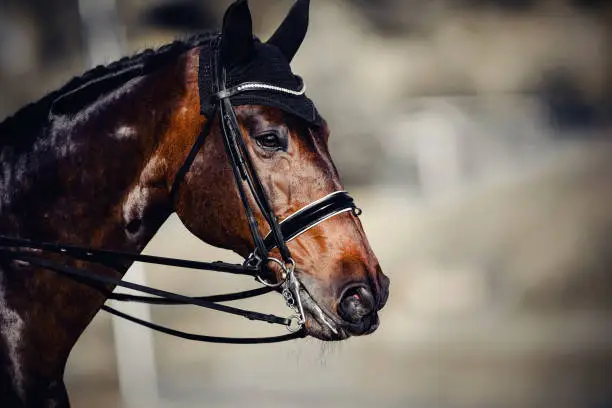 Portrait sports brown stallion in the double bridle. Dressage of horses. Equestrian sport. Horseback riding.