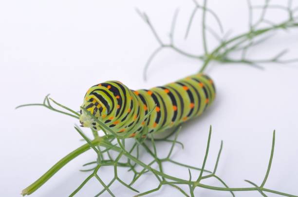 istock Swallowtail caterpillar on a white backgroung 1332978303