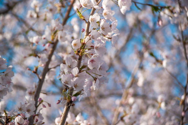 istock Close-up shot of cherry blossoms 1332978518