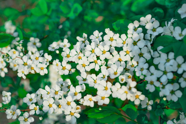 istock Close-up shot of cherry blossoms 1332979169