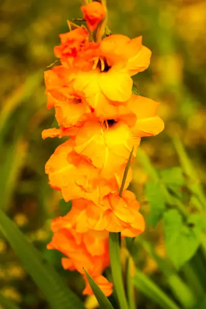 orange gladiulus on field, nature
