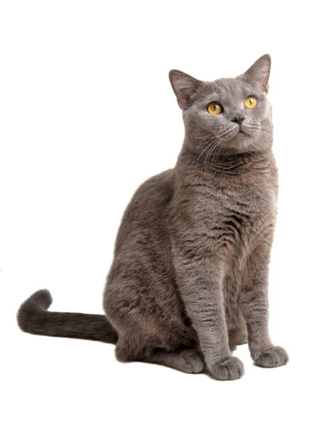 istock british gray cat isolated on the white background 1332980570