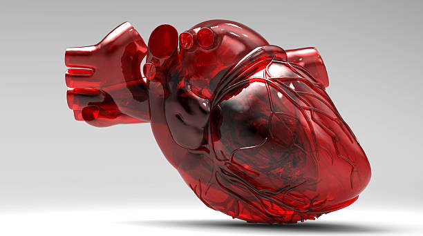 Modello di cuore umano artificiale - foto stock