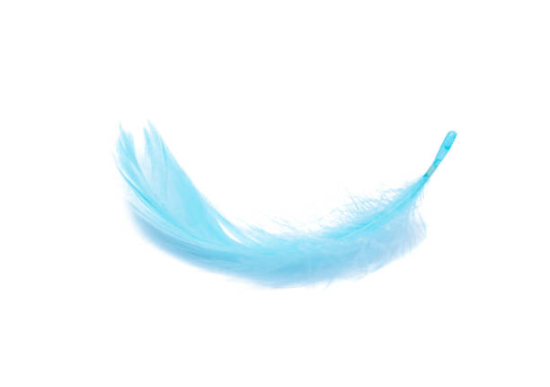 istock Blue fluffy feather soft isolated on the white studio background 1332980637