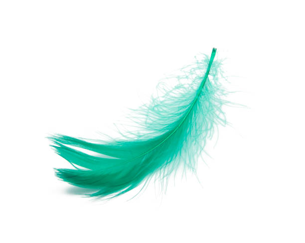 istock Green fluffy feather soft isolated on the white studio background 1332980730