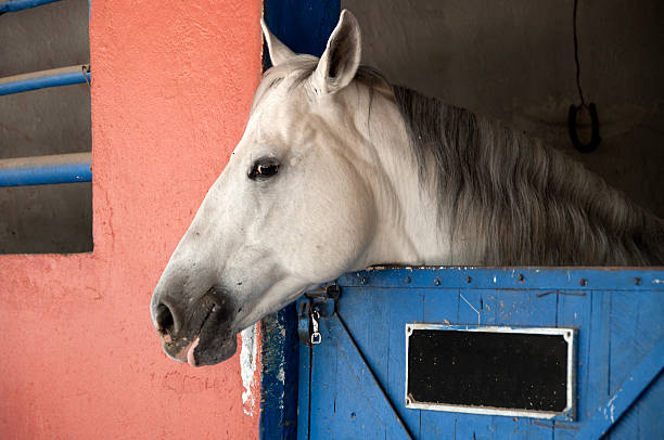 istock Horse in the Barn 133298333
