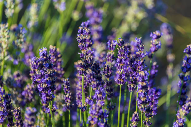 istock Blooming lavender plantation in summer 1332983573