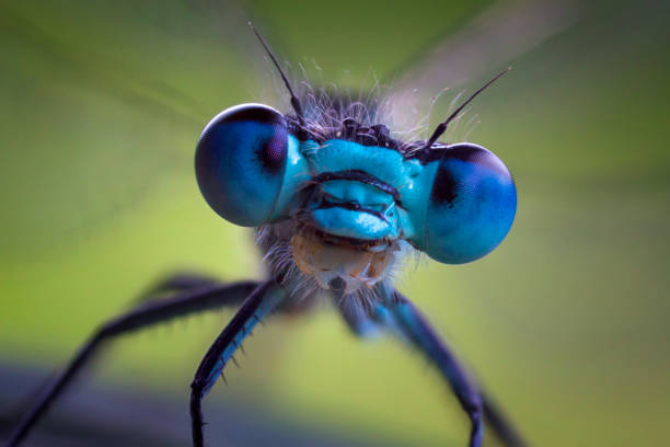 libelle - fly insect animal eye macro stock-fotos und bilder