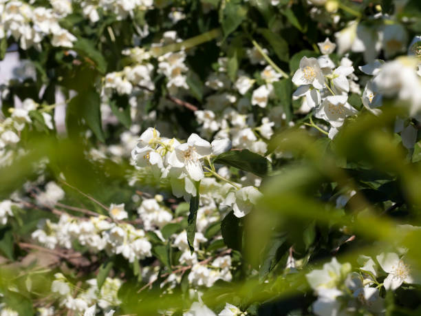 istock white jasmine blooming in the summer 1332986729