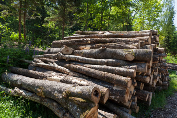istock pine trunks during the preparation of wood 1332986763