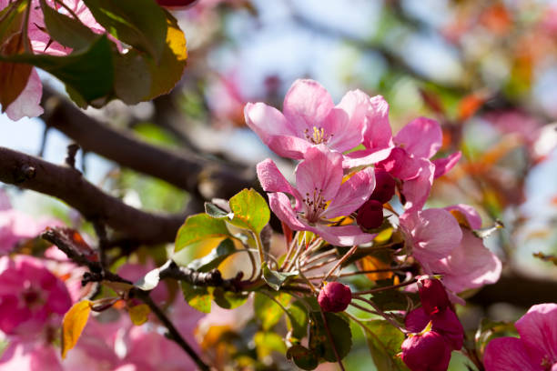 istock pink cherry blossom flowers in spring 1332986765