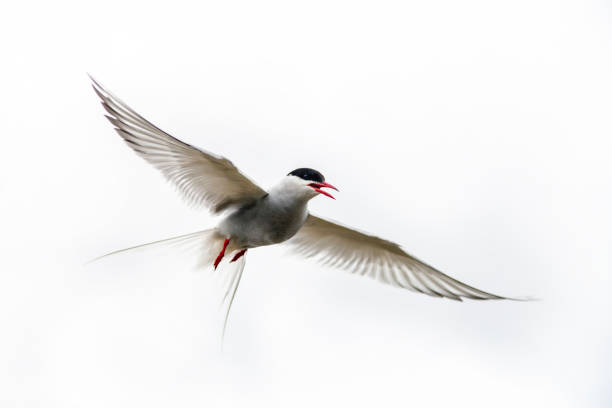 북극 테른 (스테나 파라디사에아) 비행 - tern bird arctic tern nature 뉴스 사진 이미지