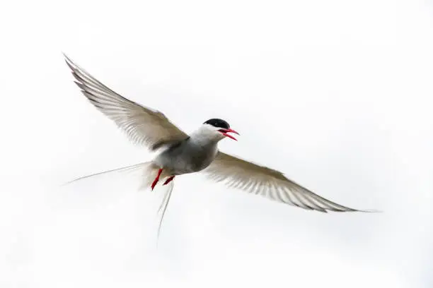 Photo of Arctic Tern (Sterna paradisaea) in flight