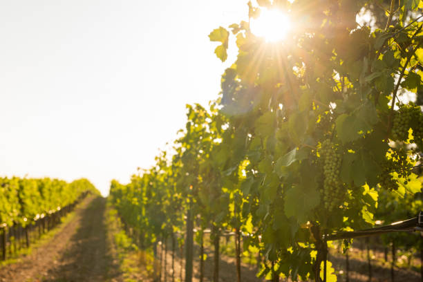 istock Viticulture Farming Rows  of Grapes in Vineyard 1332987242