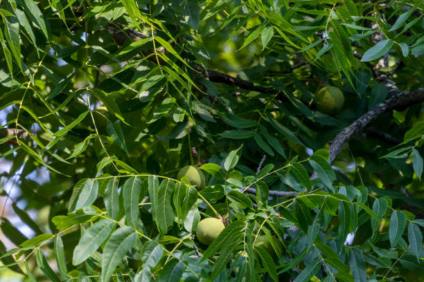 восточноамериканский черный грецкий орех (juglans nigraa) является родным для северной америки. - american walnut стоковые фото и изображения