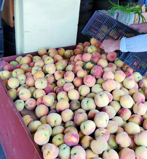 Peach fruits in large wooden box at farm maket.