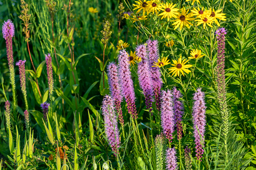 . Beautiful North American  Native flowers  on the meadow