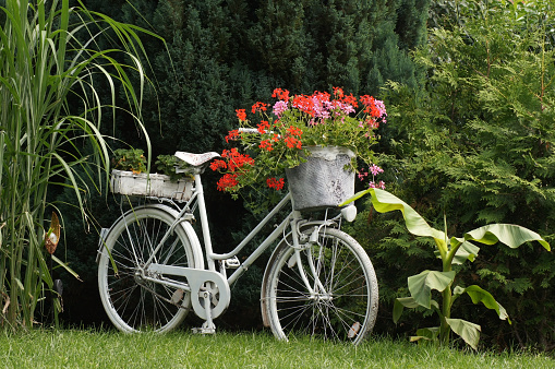 Old bicycle with flowers as decoration for the garden