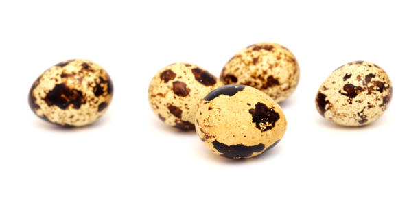 small speckled quail eggs isolated on white background small speckled quail eggs isolated on white background coturnix quail stock pictures, royalty-free photos & images