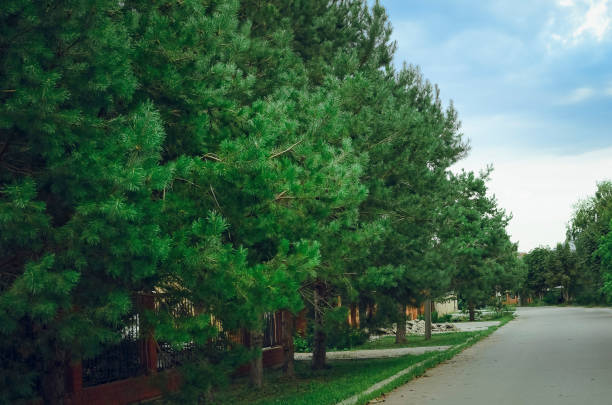 Beautiful green pine trees grow outside.