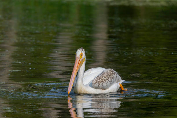 The American white pelican morning on the river Natural scene from Wisconsin white pelican animal behavior north america usa stock pictures, royalty-free photos & images