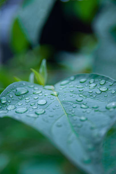 istock Close-up shots of dew on grass. 1332989420