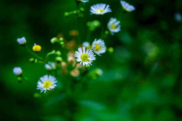 istock Close-up shots of dew on grass. 1332989513