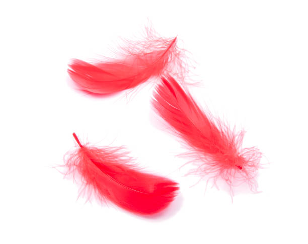 istock Red fluffy feather soft isolated on the white studio background 1332989690
