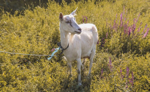 istock A white goat grazes in a field on a warm summer day. 1332991342