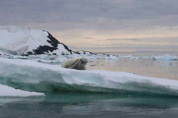 istock Sea lion on ice 1332991488