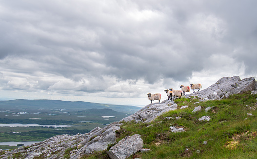 Sheep on the rocks with beautiful landscape view from the summit of Derryclare mountains ,Connemara, Ireland.