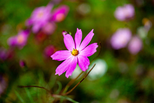 istock Cosmos flowers in the park 1332992591