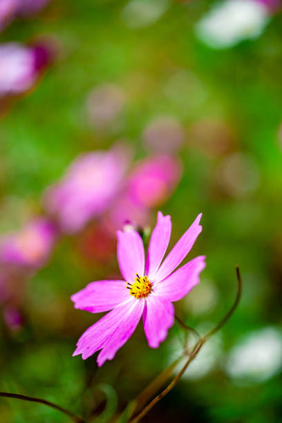 istock Cosmos flowers in the park 1332992900