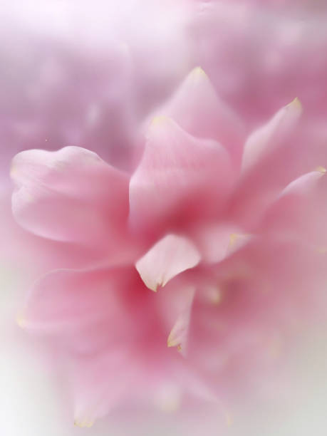 istock Soft blurred pink flowers, closeup pink dahlia 1332994971