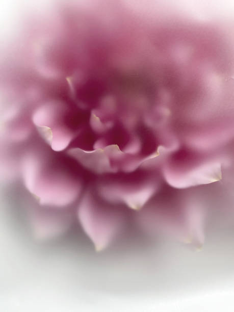 istock Blurred abstract dahlia flowers 1332995027