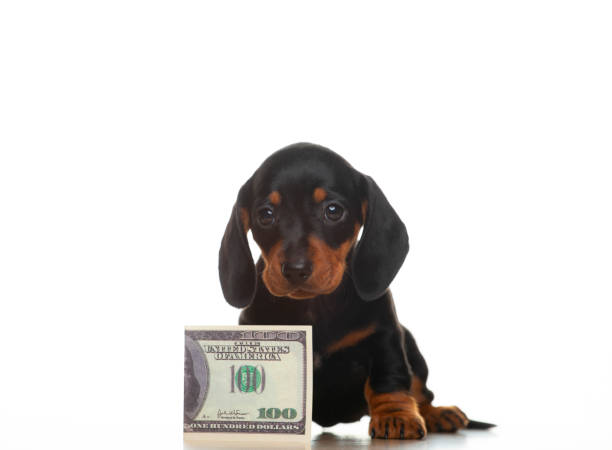 istock image of dog white background 1332995879
