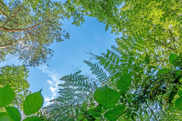 istock Vertical image taken from ground perspective from a forest with ferns against the blue sky 1332996009